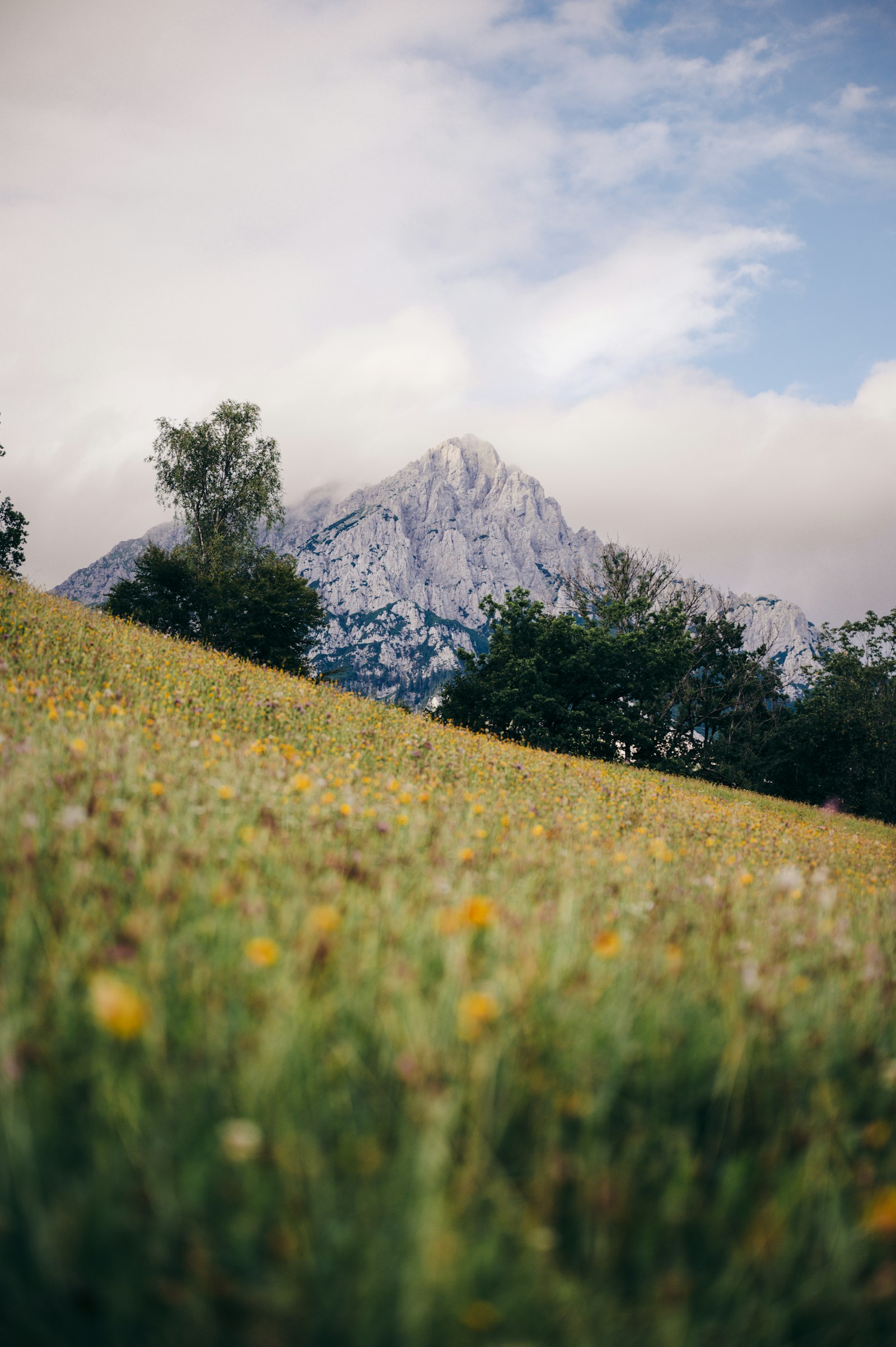 Wiese mit Blumen, dahinter ein Berggipfel